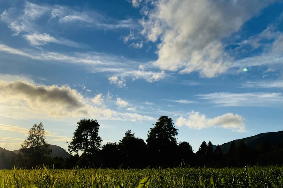 Bilde av en eng med trær i bakgrunnen i solnedgang