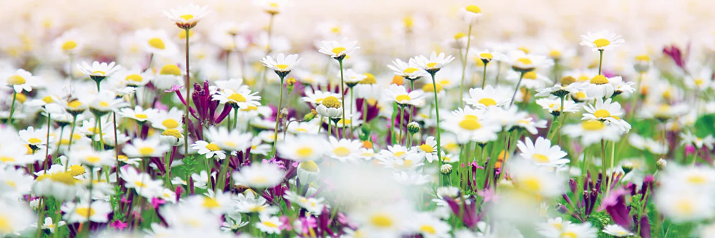 Blomstereng med tusenfryd