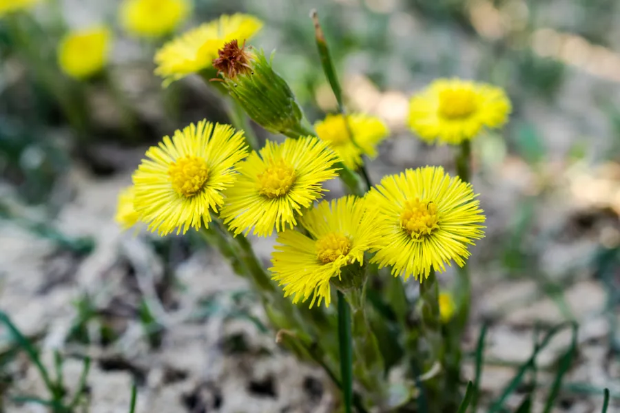 flere gule blomster som står samlet på bakken