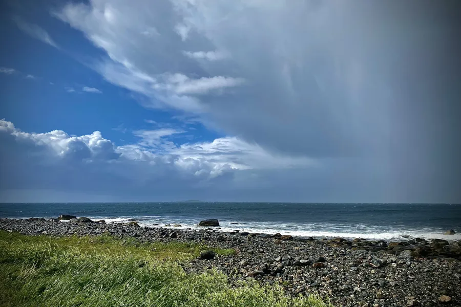 En steinete strand med grønne planter