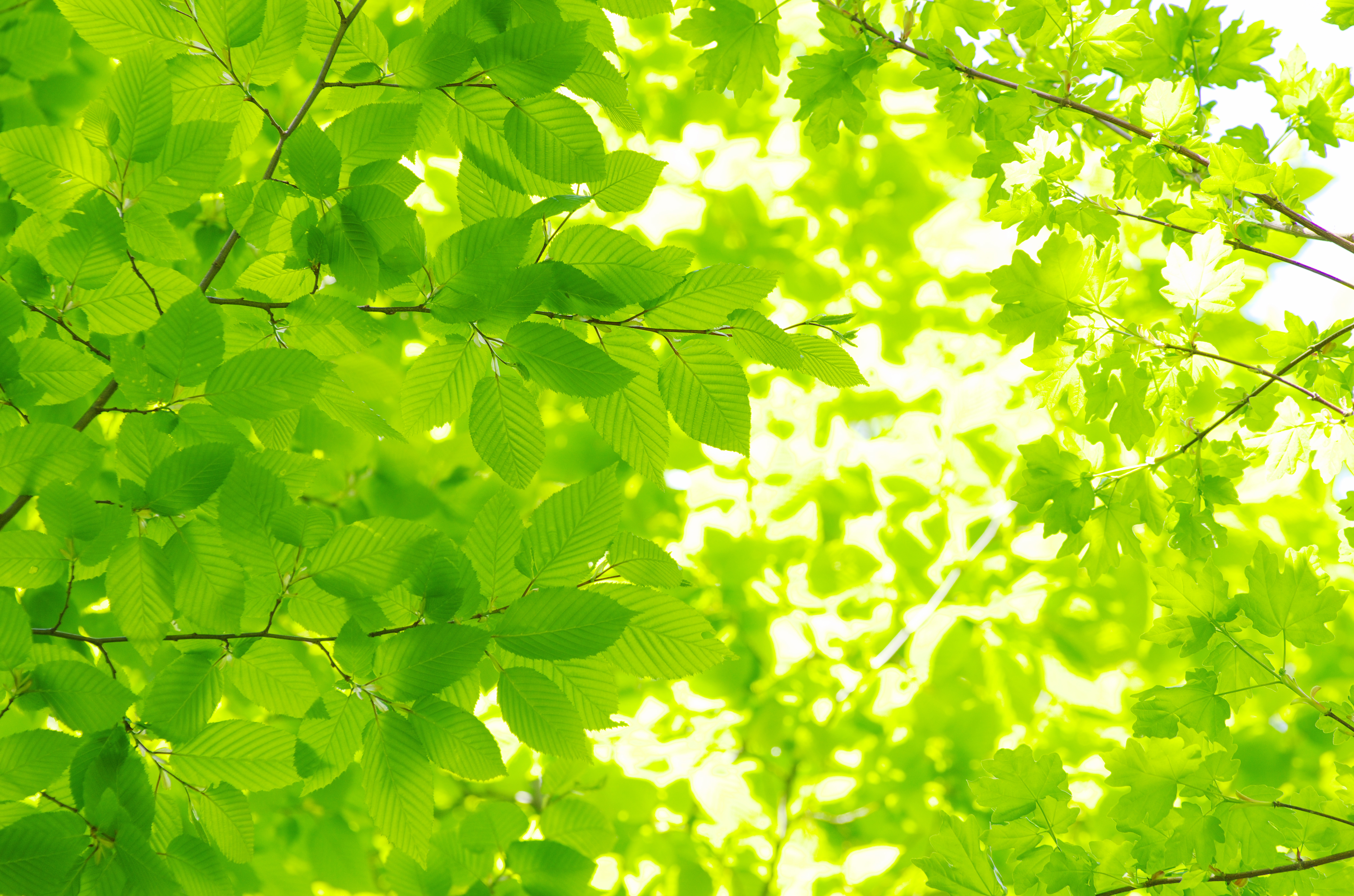 Grøne blad med sollys gjennom
