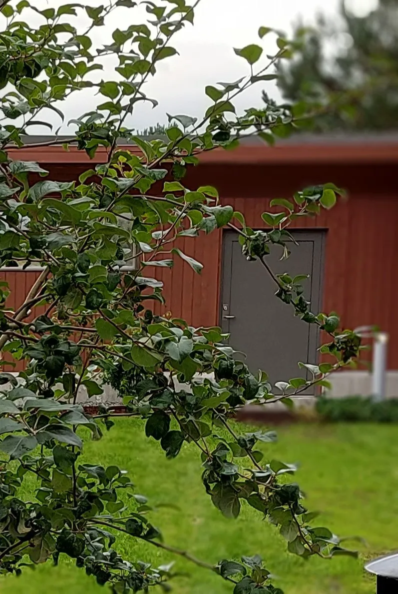 Grønt tre i fellesareal ute