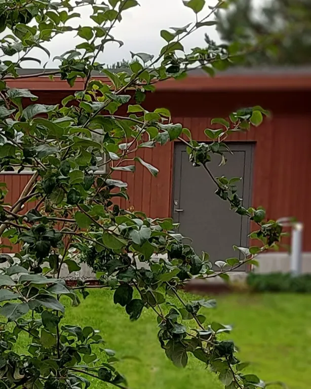 Grønt tre i fellesareal ute