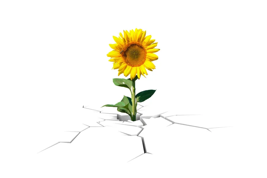 En gul blomst med stilk som stikker opp gjennom asfalten