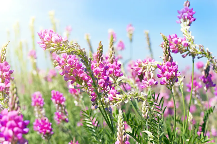 Blomstereng